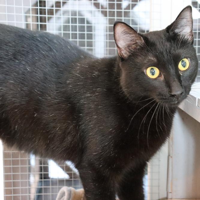 Enlarge Roquefort, a Adoptable Domestic Short Hair in Seminole, FL image 4/4