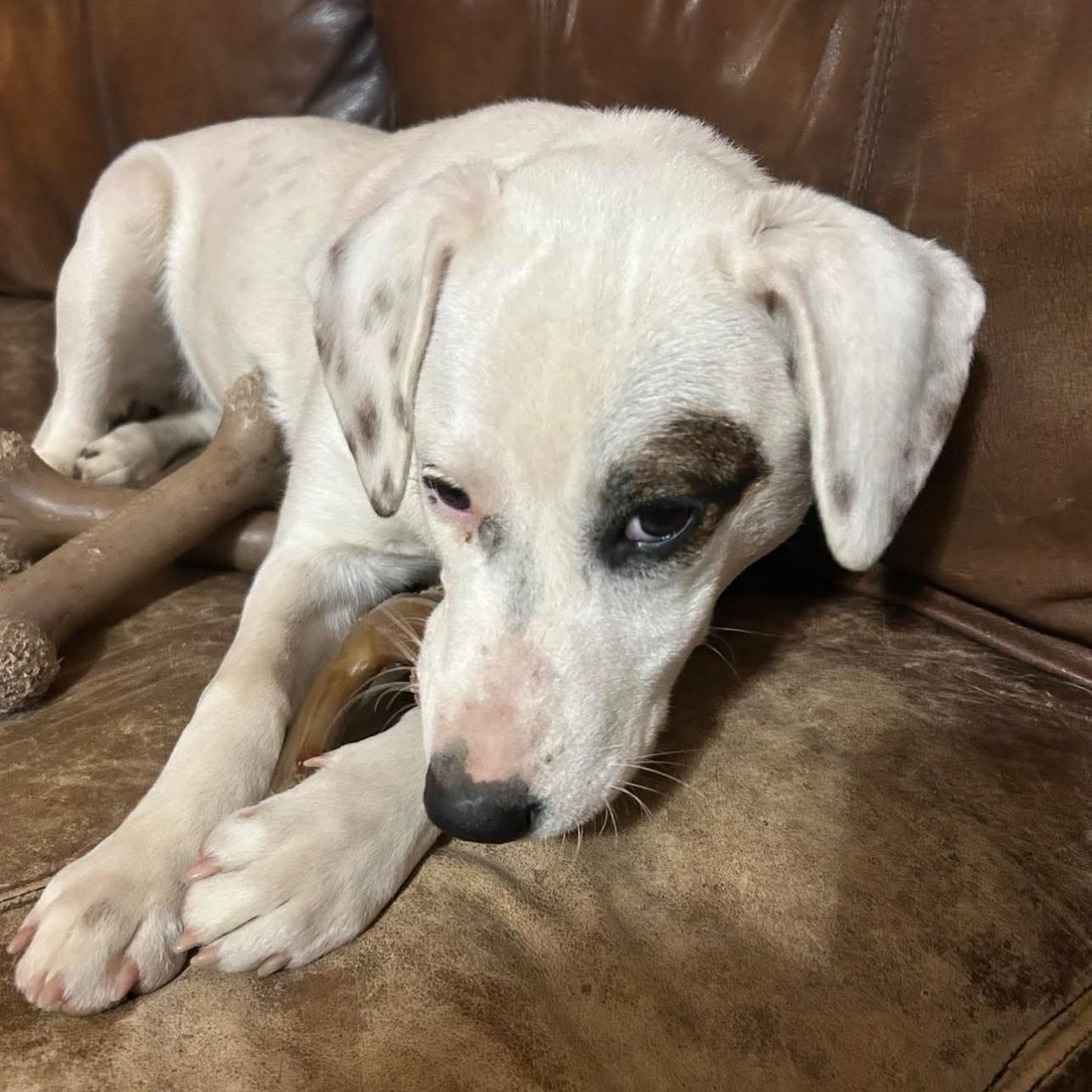 1620 Max, a Adoptable mixed breed in Springfield, MO image 1/3