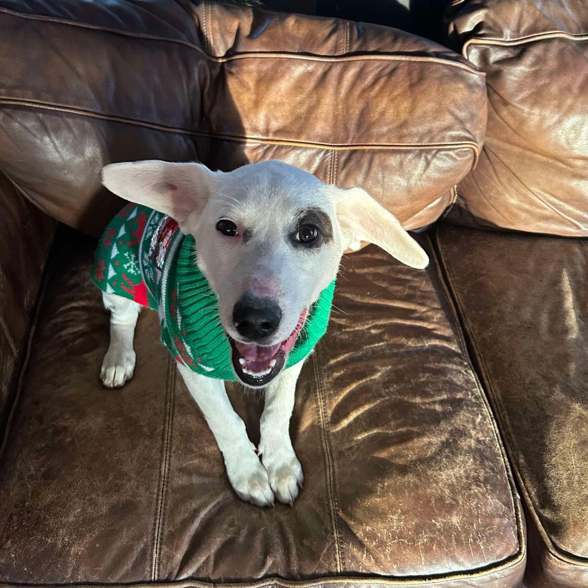 1620 Max, a Adoptable mixed breed in Springfield, MO image 2/3