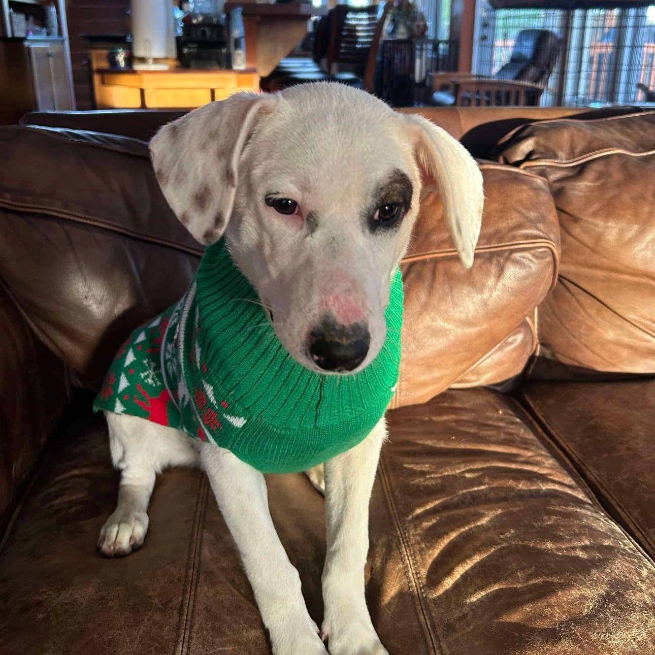 1620 Max, a Adoptable mixed breed in Springfield, MO image 3/3