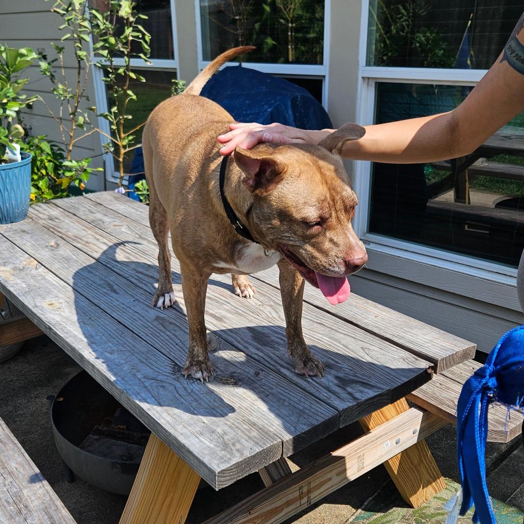 Enlarge Reba, a Adoptable Pit Bull Terrier in Webster, TX image 1/6