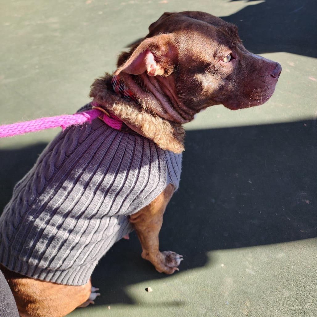 Enlarge Reba, a Adoptable Pit Bull Terrier in Webster, TX image 3/6