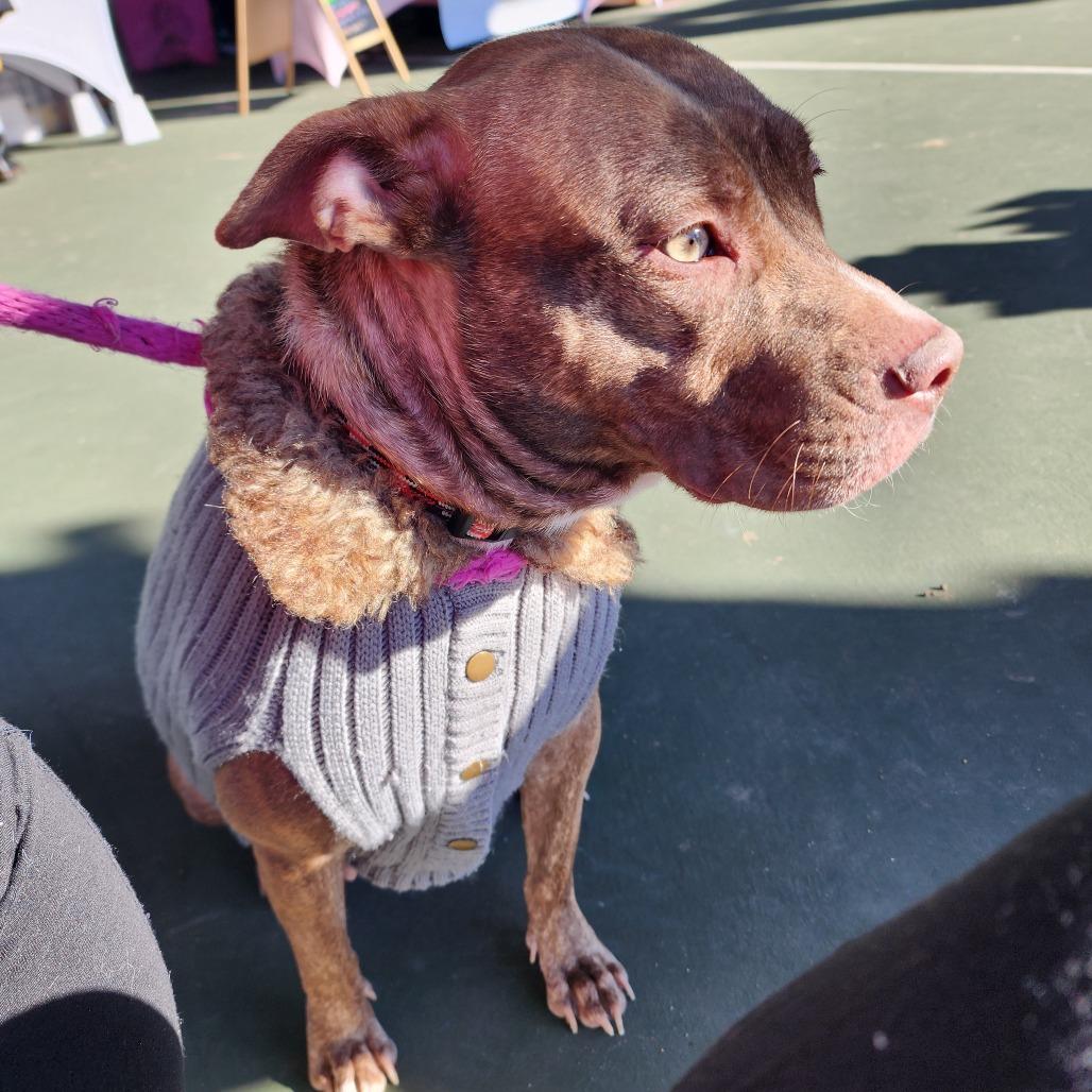 Enlarge Reba, a Adoptable Pit Bull Terrier in Webster, TX image 4/6
