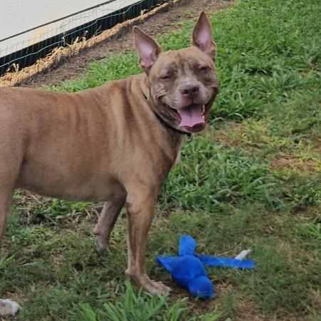 Enlarge Reba, a Adoptable Pit Bull Terrier in Webster, TX image 1/6