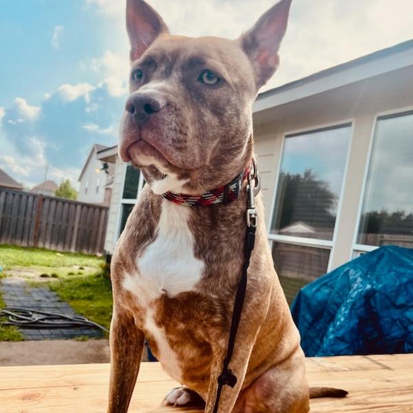 Enlarge Reba, a Adoptable Pit Bull Terrier in Webster, TX image 6/6