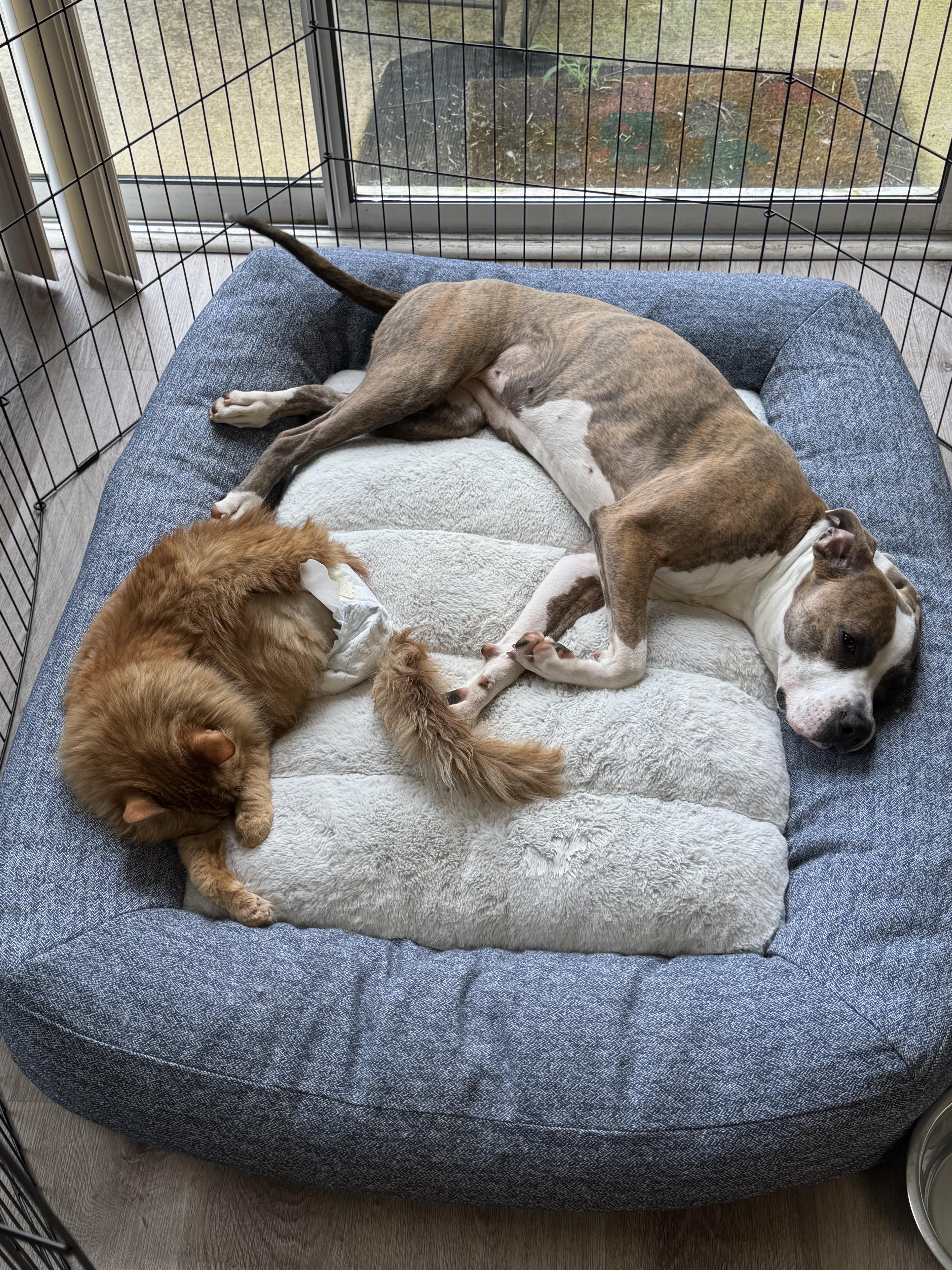 Sophie, Adoptable, Young Female American Bully.