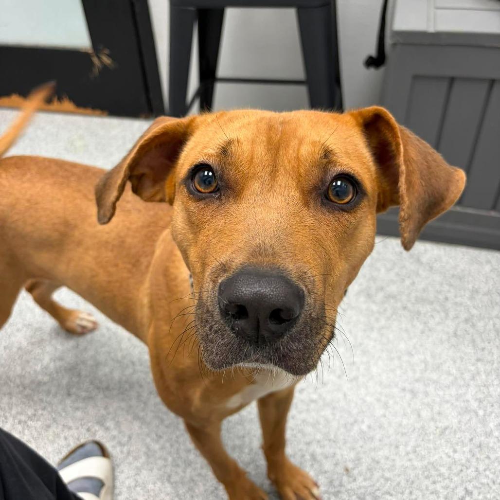 Olivia, a ADOPTABLE Mixed Breed in Monticello, IA image 4/5