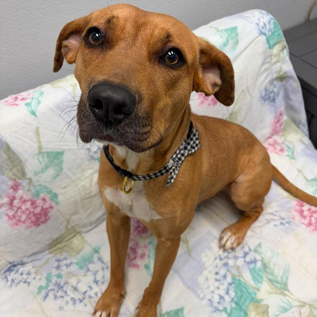 Olivia, a ADOPTABLE Mixed Breed in Monticello, IA image 3/5