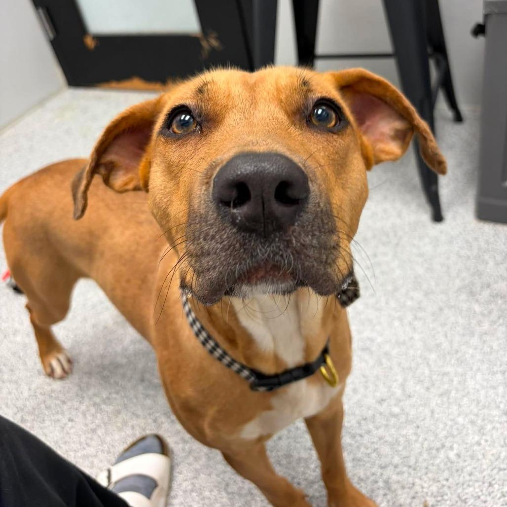 Olivia, a ADOPTABLE Mixed Breed in Monticello, IA image 5/5