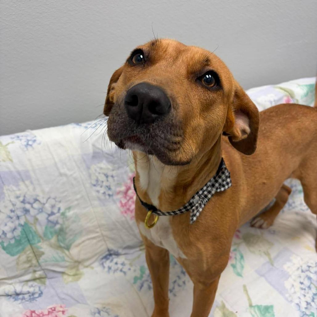 Olivia, a ADOPTABLE Mixed Breed in Monticello, IA image 1/5