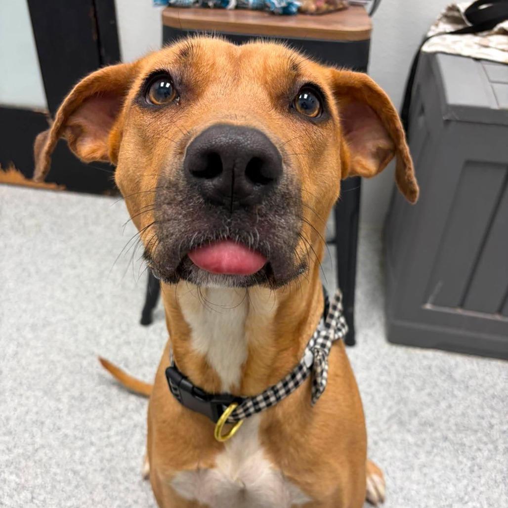 Olivia, a ADOPTABLE Mixed Breed in Monticello, IA image 2/5