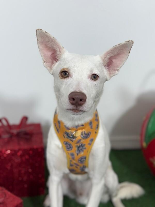 Photo of Young Male Basenji White / Cream, Apricot / Beige