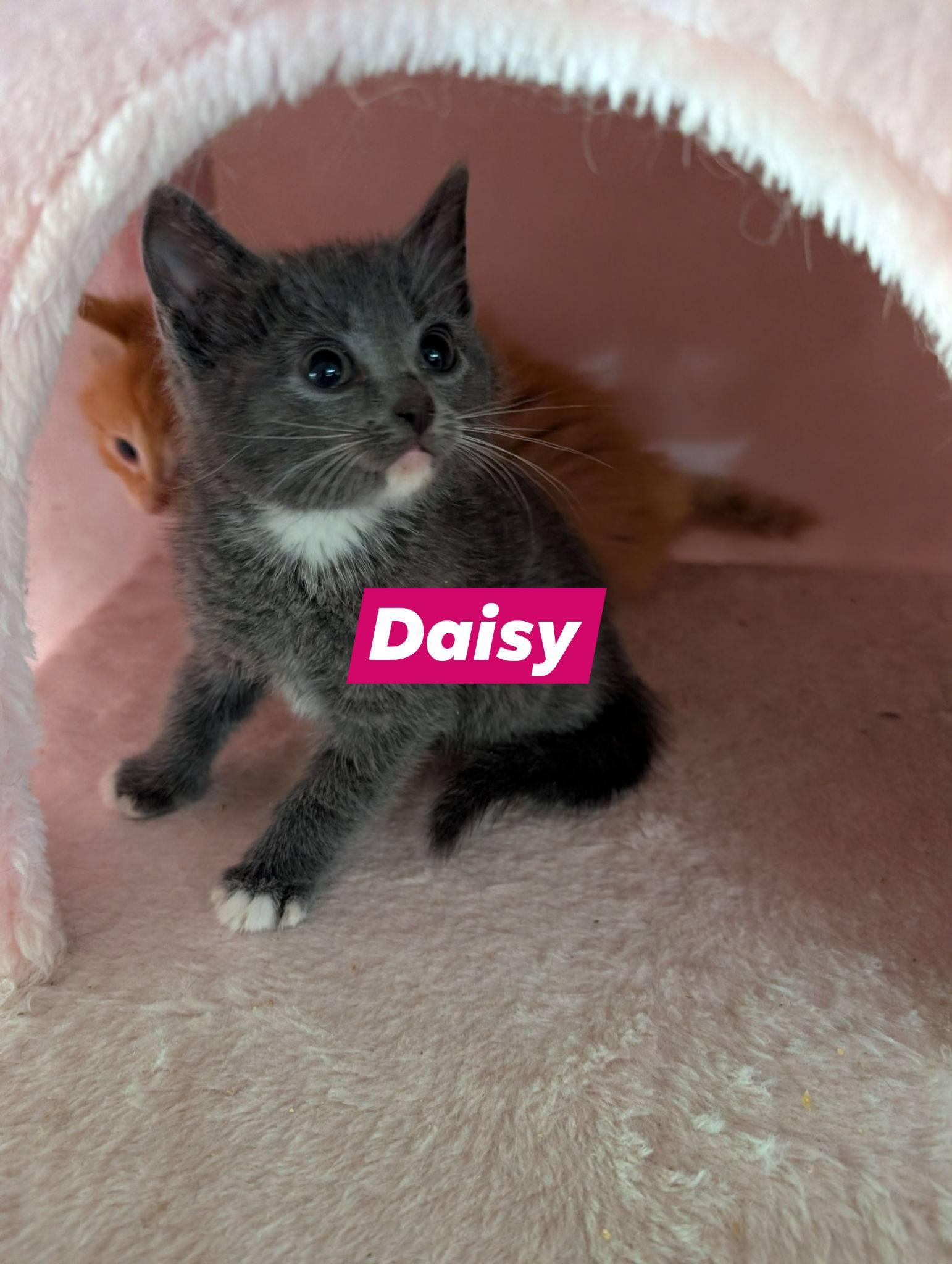 Daisy, adopted, Kitten Female Domestic Short Hair.