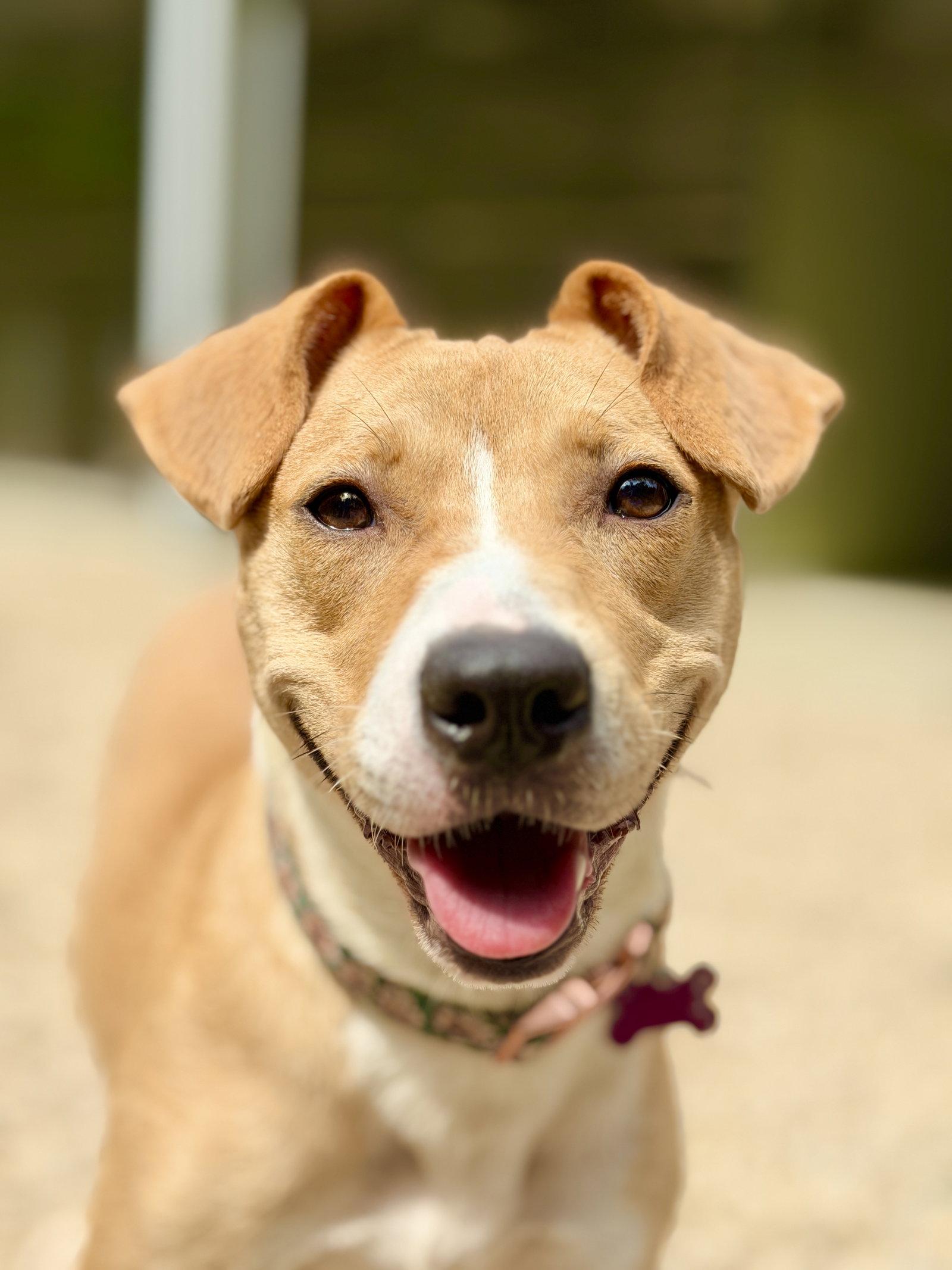 Sweet Tea, Adoptable, Adult Female Pit Bull Terrier.
