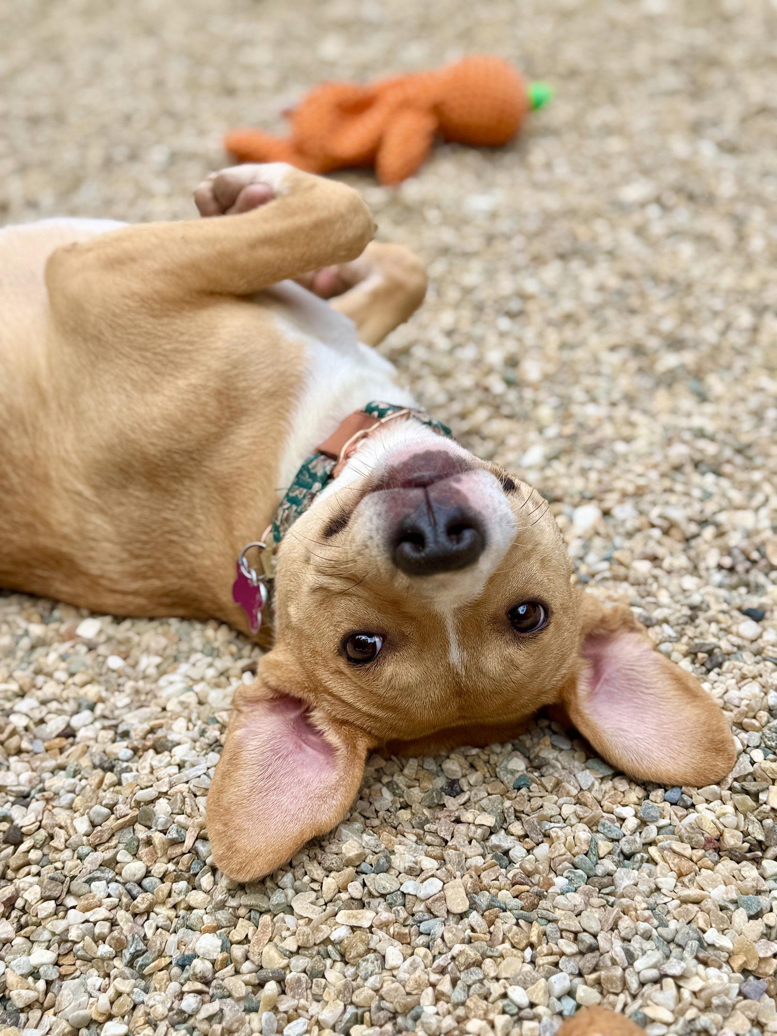 Sweet Tea, a Adoptable Pit Bull Terrier in West Cornwall, CT image 2/3