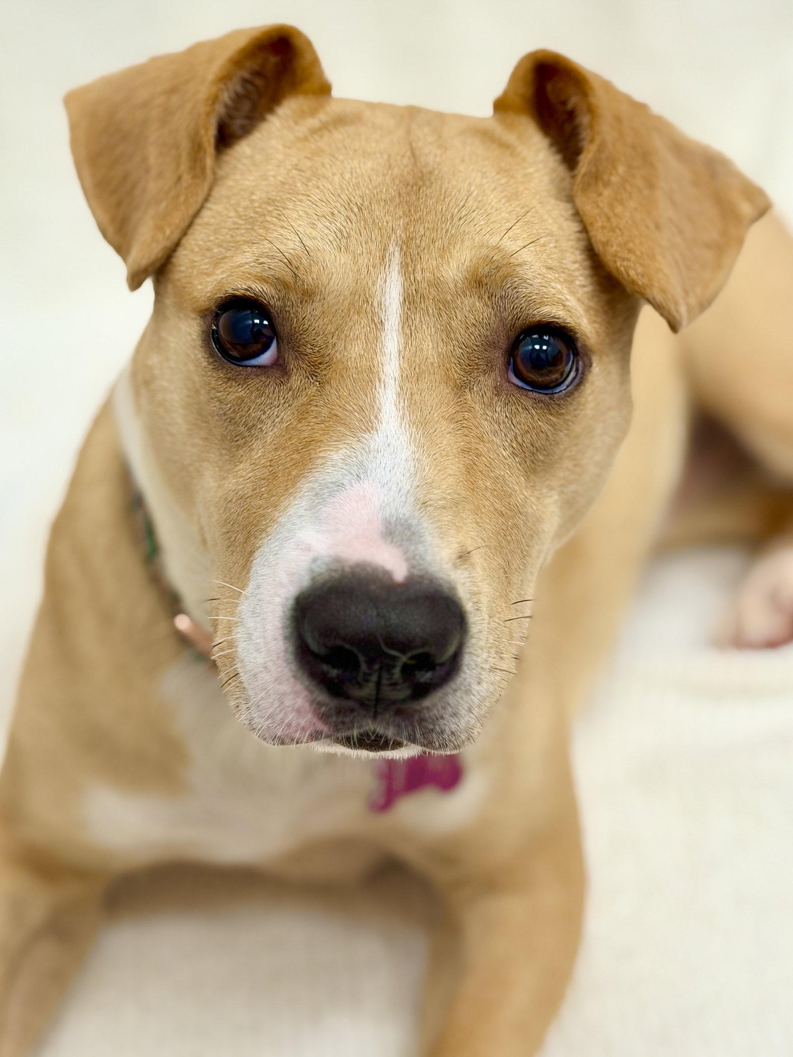 Sweet Tea, a Adoptable Pit Bull Terrier in West Cornwall, CT image 3/3