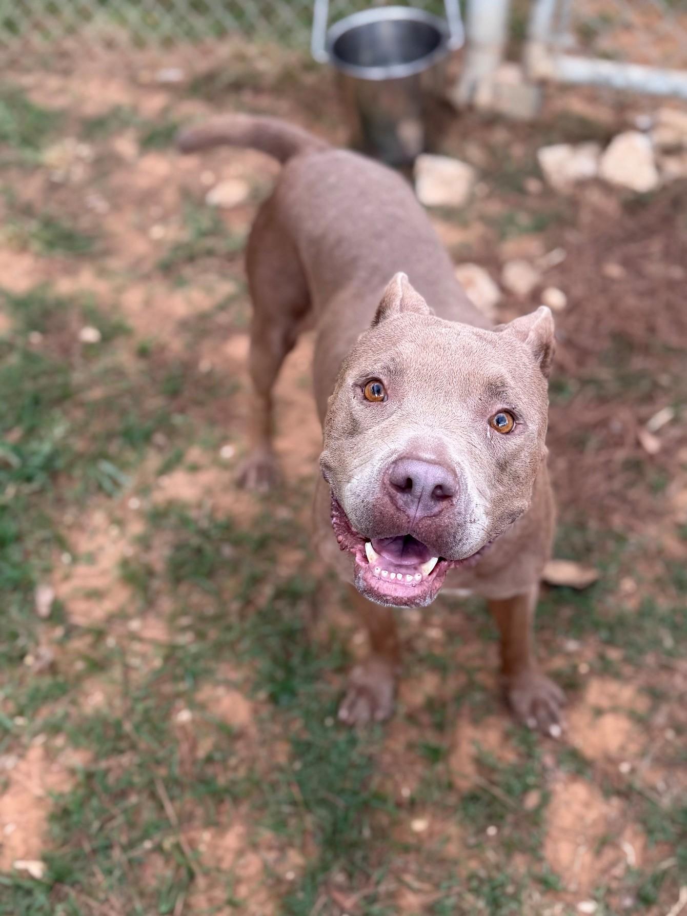 Enlarge Brownie, a ADOPTABLE Mixed Breed in Summerdale, AL image 1/1
