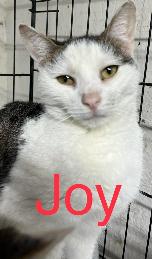 Joy, Adoptable, Adult Female Domestic Short Hair.