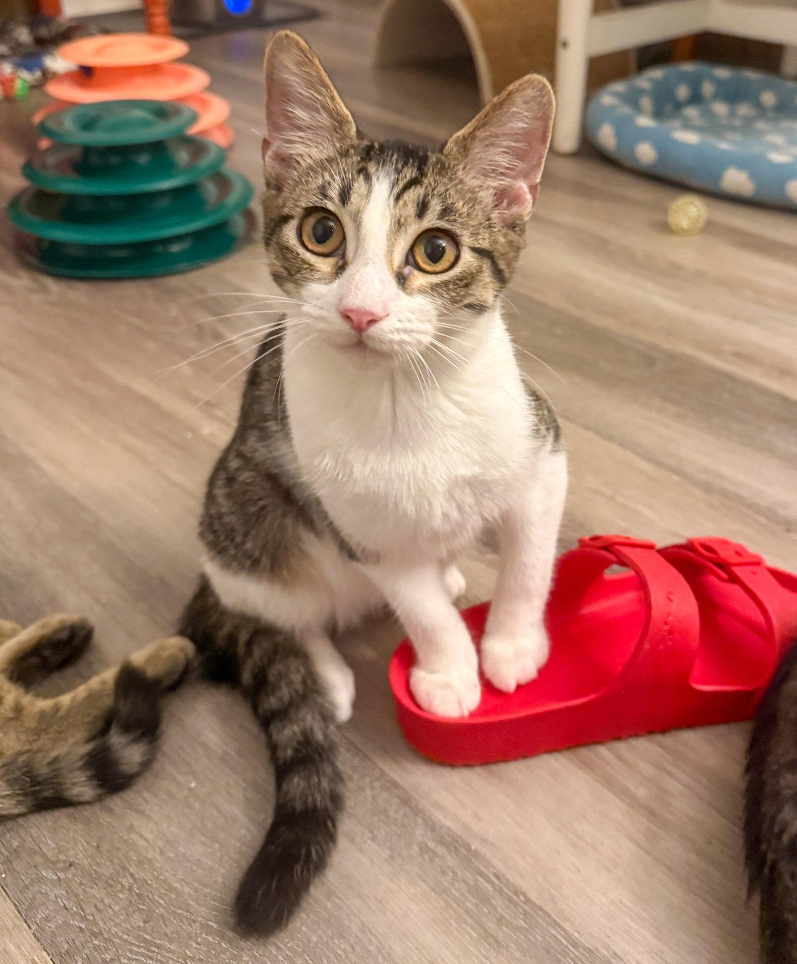 Denver, Adoptable, Kitten Male Domestic Short Hair & Tabby.
