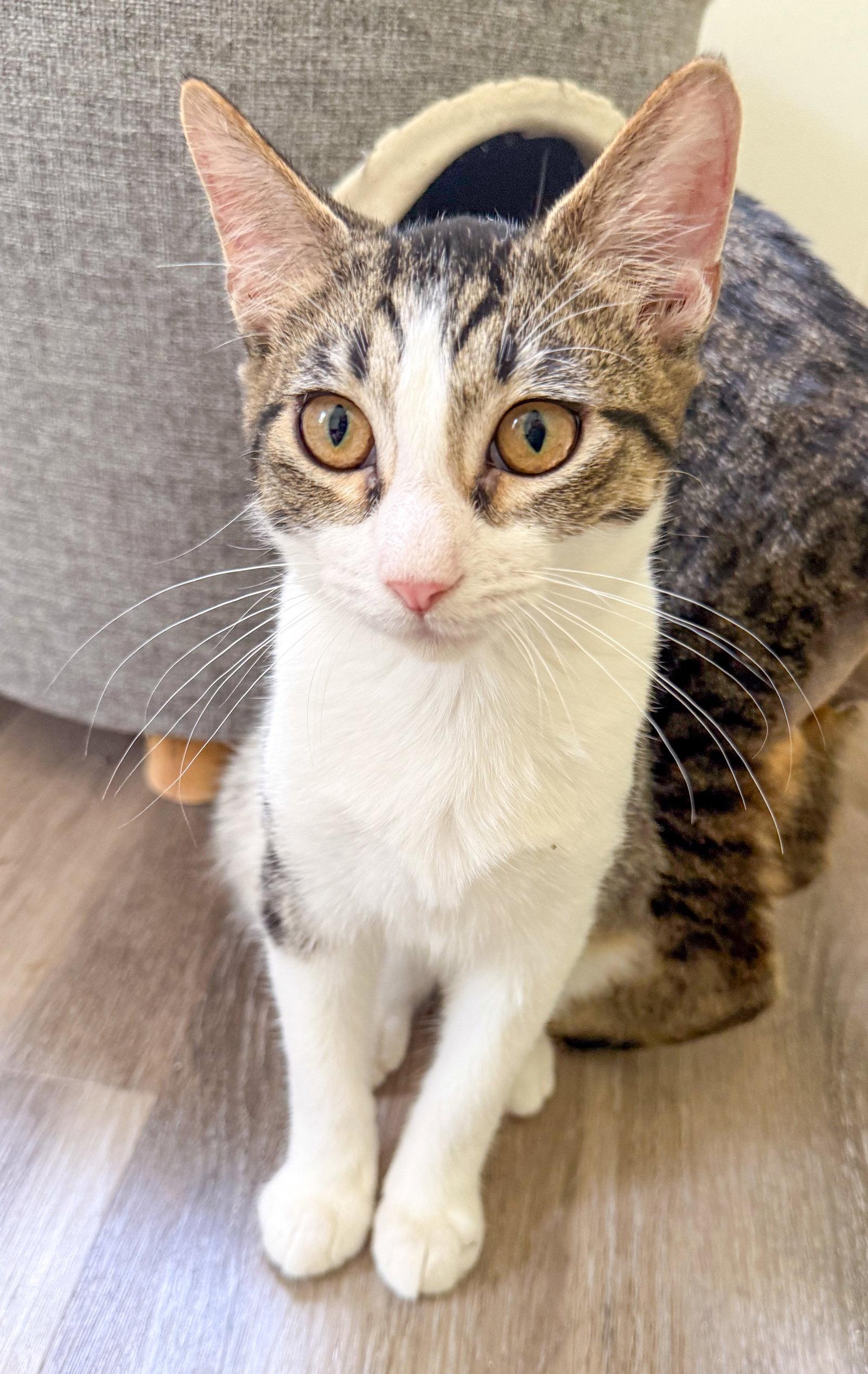 Enlarge Denver, a Adoptable mixed breed in Lighthouse Point, FL image 3/3