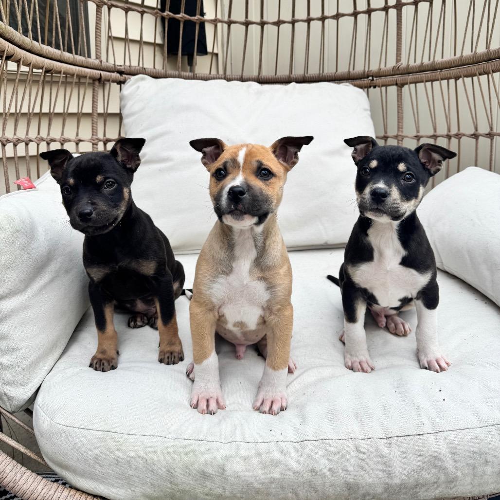 Joe Jonas, Adoptable, Puppy Male Shepherd.