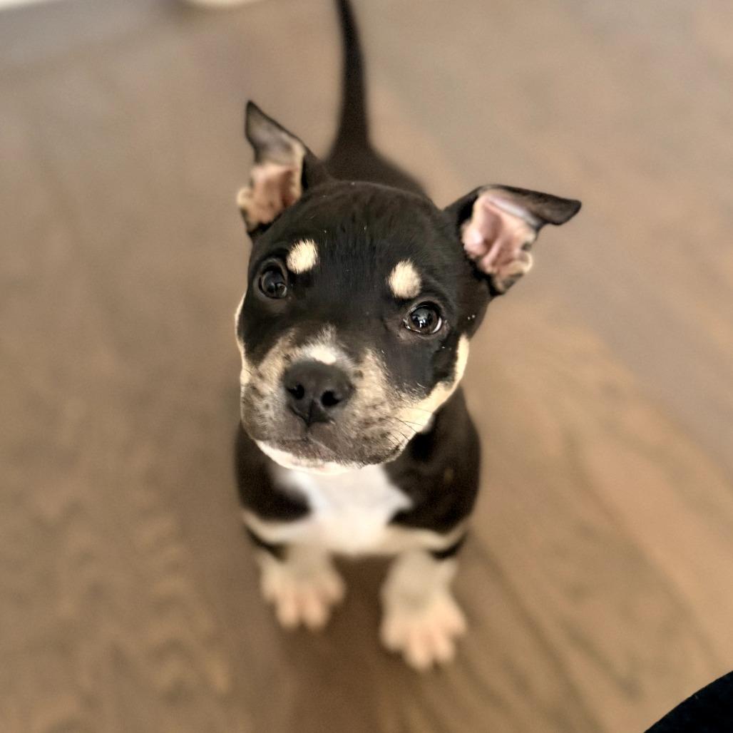 Joe Jonas, Adoptable, Puppy Male Shepherd.