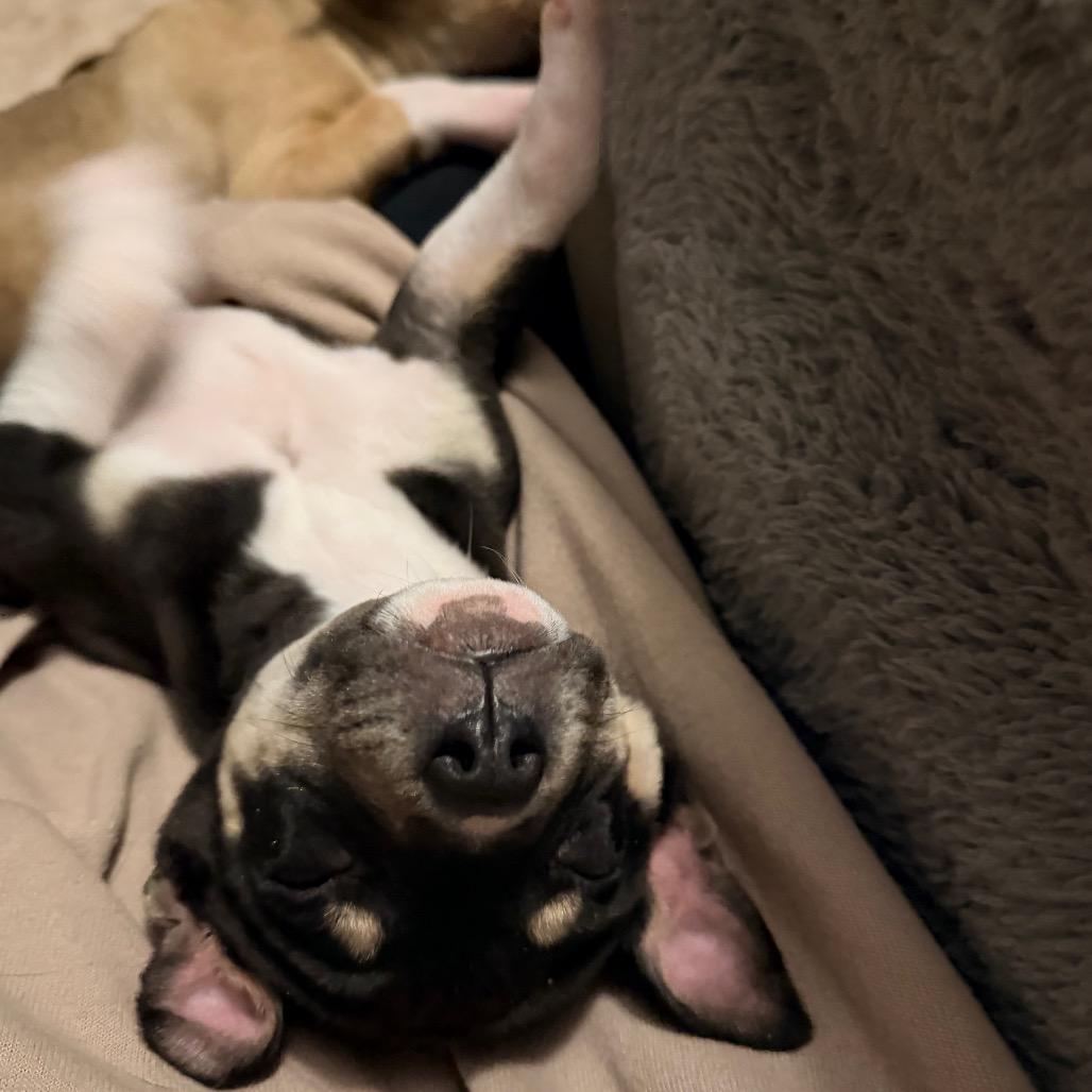 Enlarge Joe Jonas, a Adoptable mixed breed in Durham, NC image 2/6