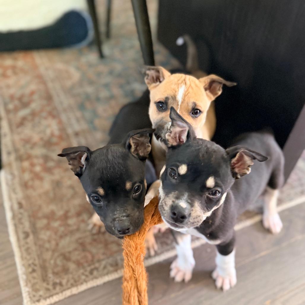 Enlarge Joe Jonas, a Adoptable mixed breed in Durham, NC image 3/6