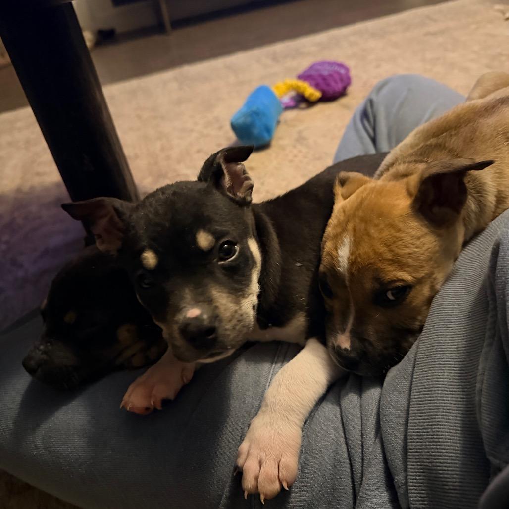 Enlarge Joe Jonas, a Adoptable mixed breed in Durham, NC image 4/6