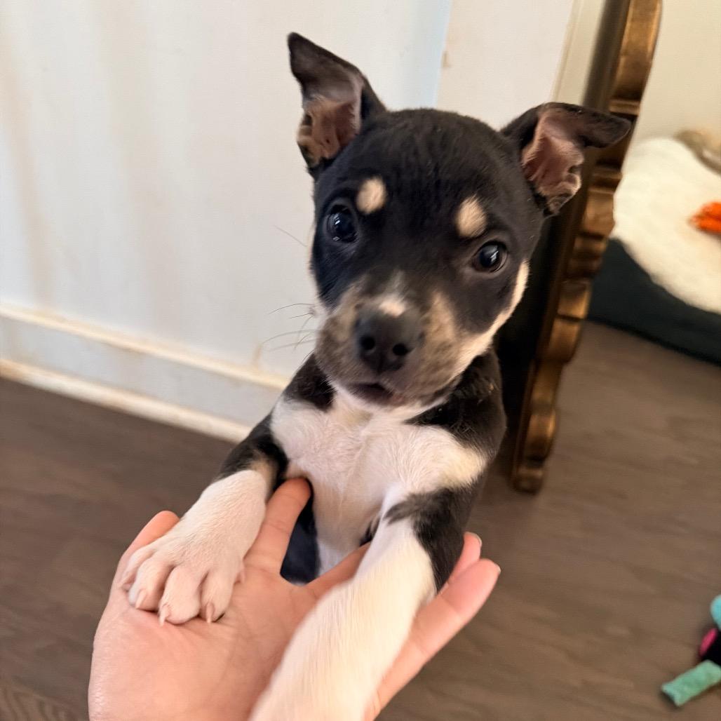 Enlarge Joe Jonas, a Adoptable mixed breed in Durham, NC image 5/6