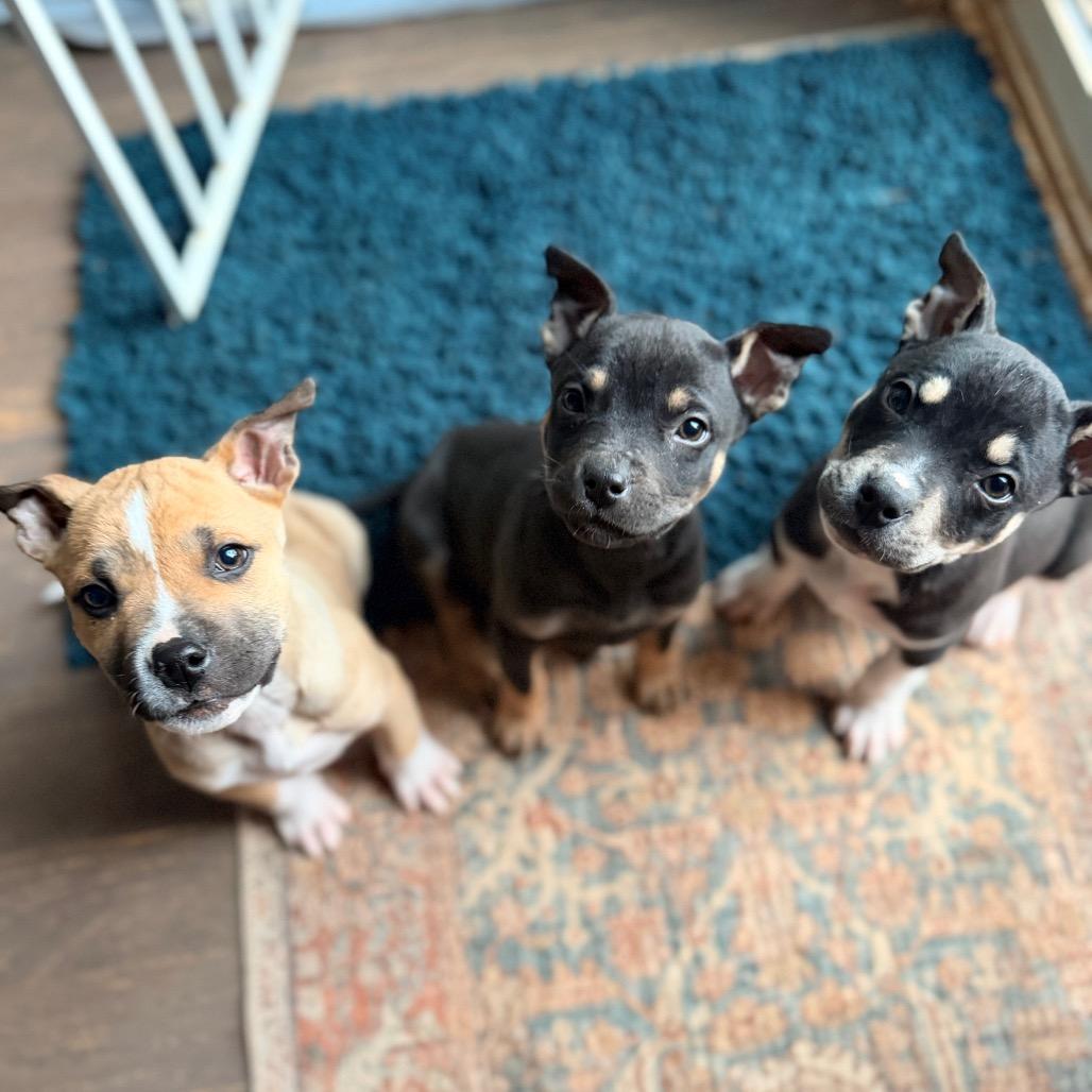 Enlarge Joe Jonas, a Adoptable mixed breed in Durham, NC image 6/6