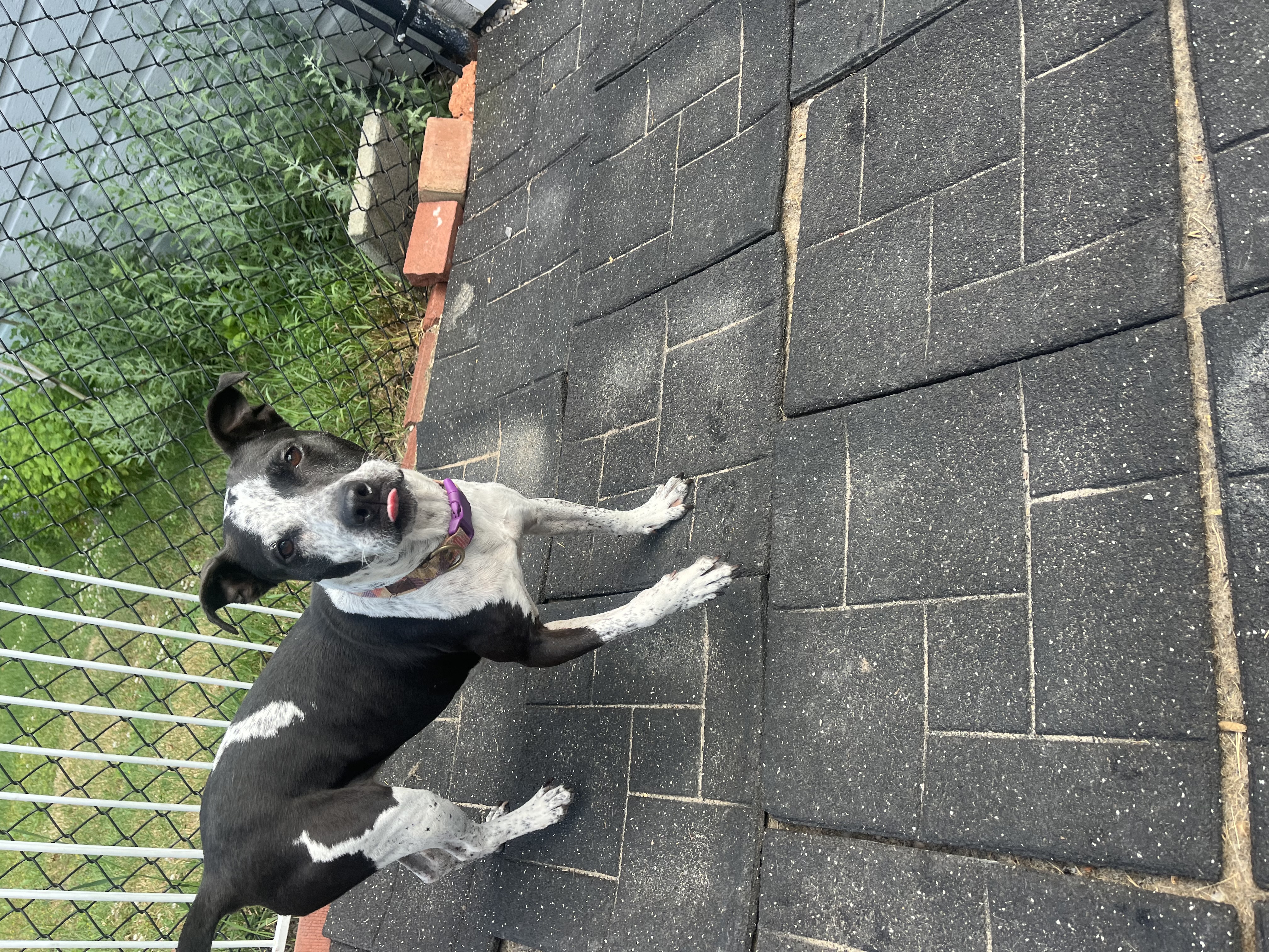 Enlarge Daisy, a Adoptable Bull Terrier in Hampton Bays, NY image 5/5