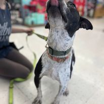 Enlarge Daisy, a Adoptable Bull Terrier in Hampton Bays, NY image 3/5