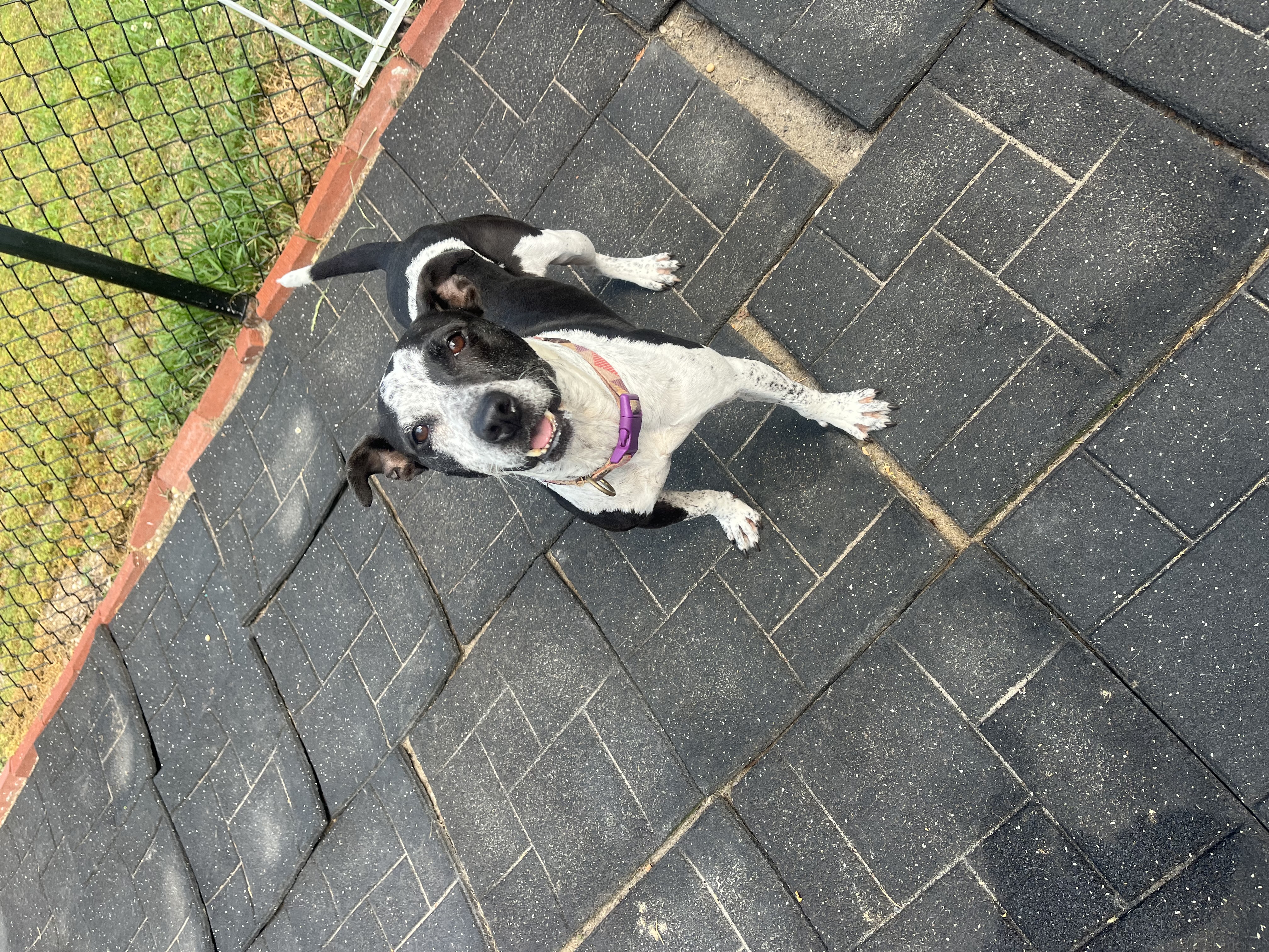 Daisy 4