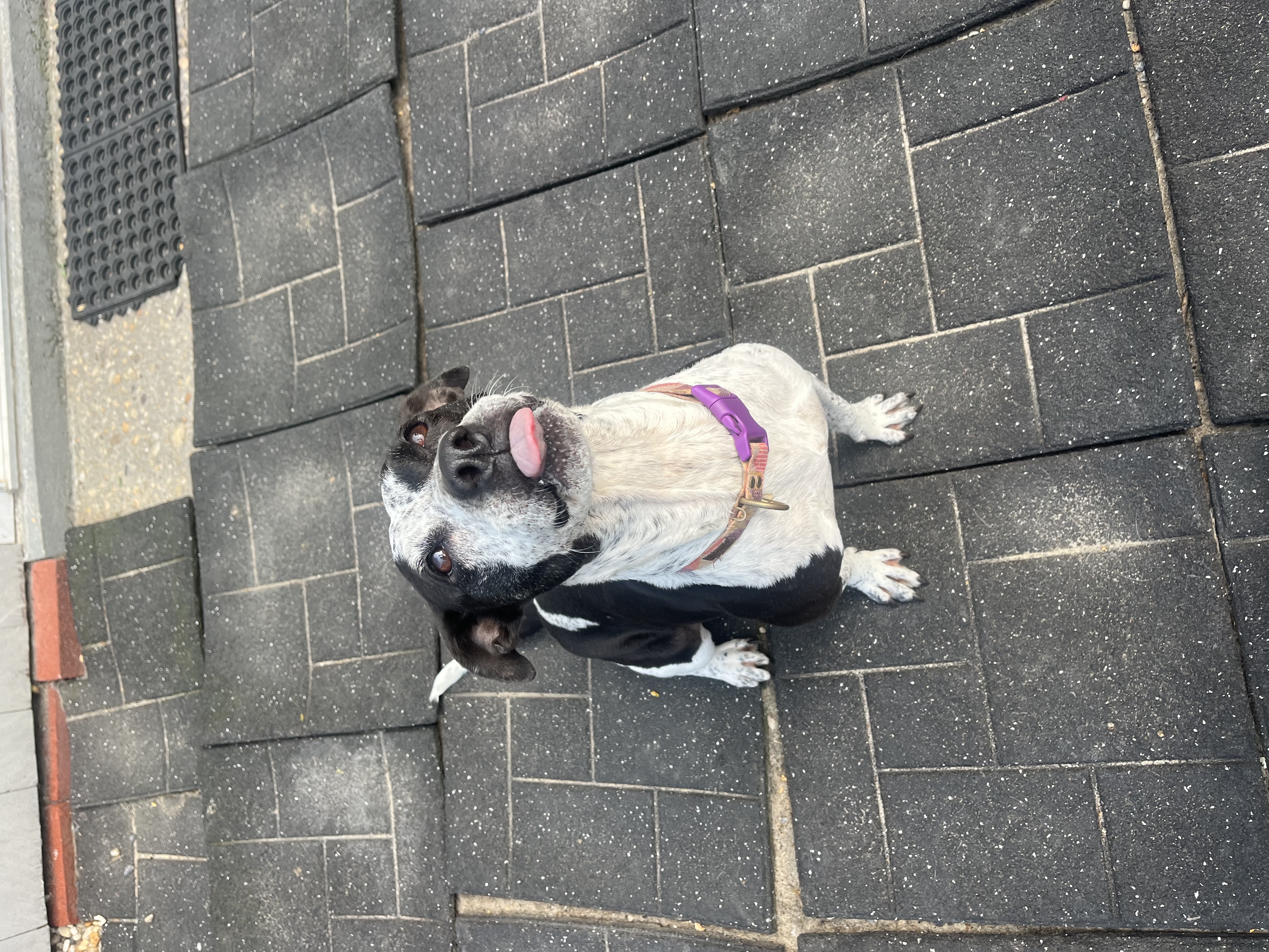 Enlarge Daisy, a Adoptable Bull Terrier in Hampton Bays, NY image 1/5