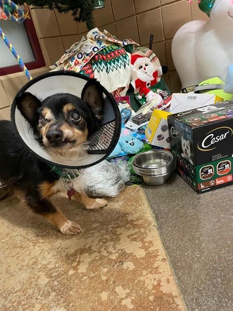 RICO, Adoptable, Young Male Chihuahua & Mixed Breed.