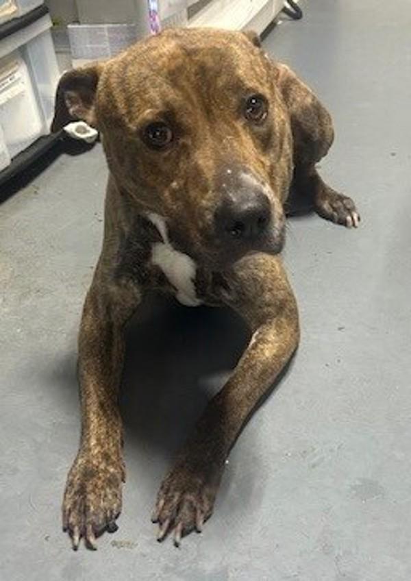 26-06-1778 Gumbo, Adoptable, Adult Male Pit Bull Terrier.