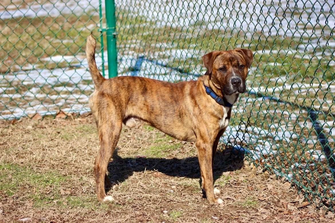 Arnie, a Adoptable mixed breed in Saluda, VA image 5/6