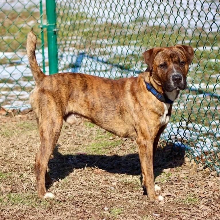 Enlarge Arnie, a Adoptable mixed breed in Saluda, VA image 5/6