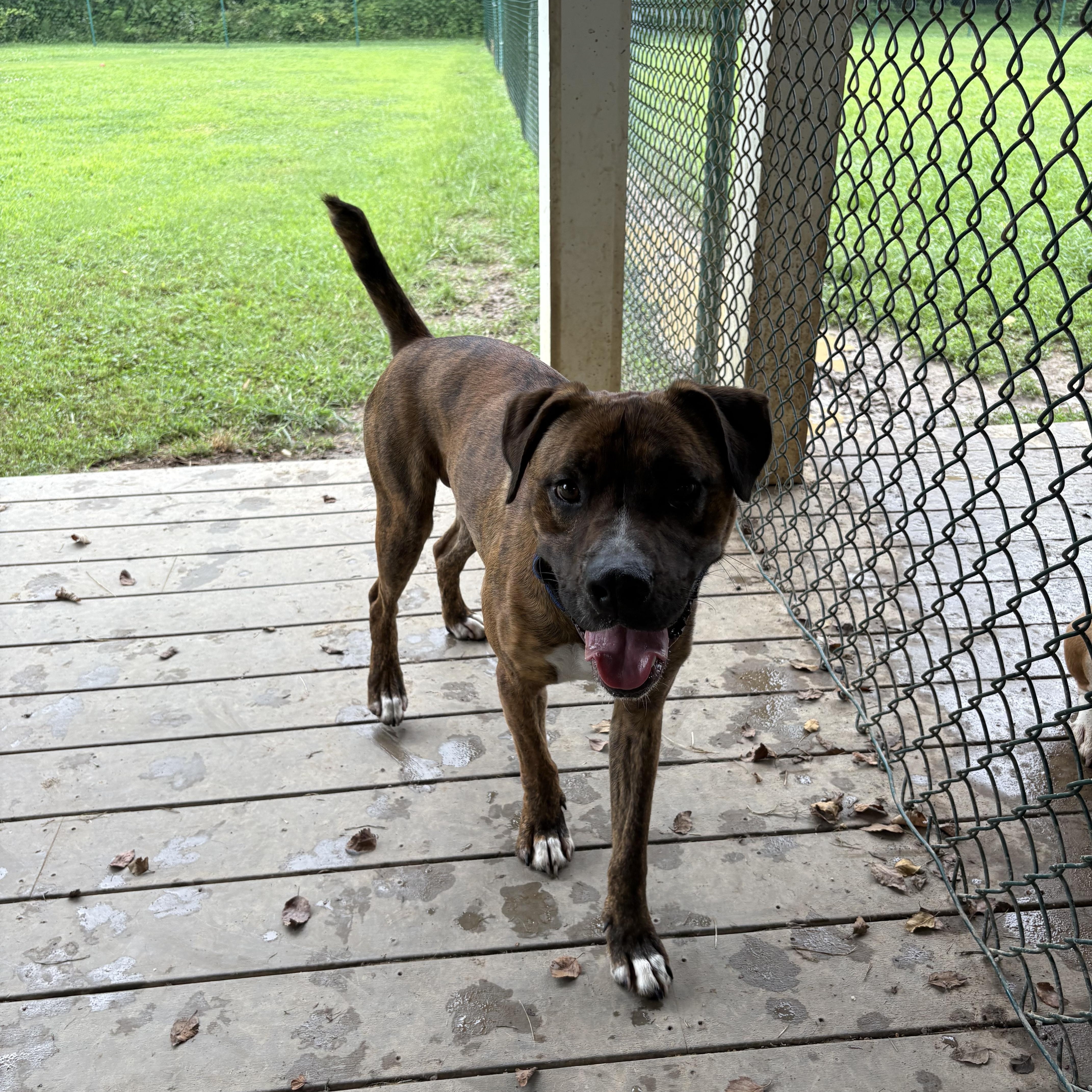 Arnie, a Adoptable mixed breed in Saluda, VA image 2/6