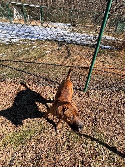 Arnie, a Adoptable mixed breed in Saluda, VA image 4/6