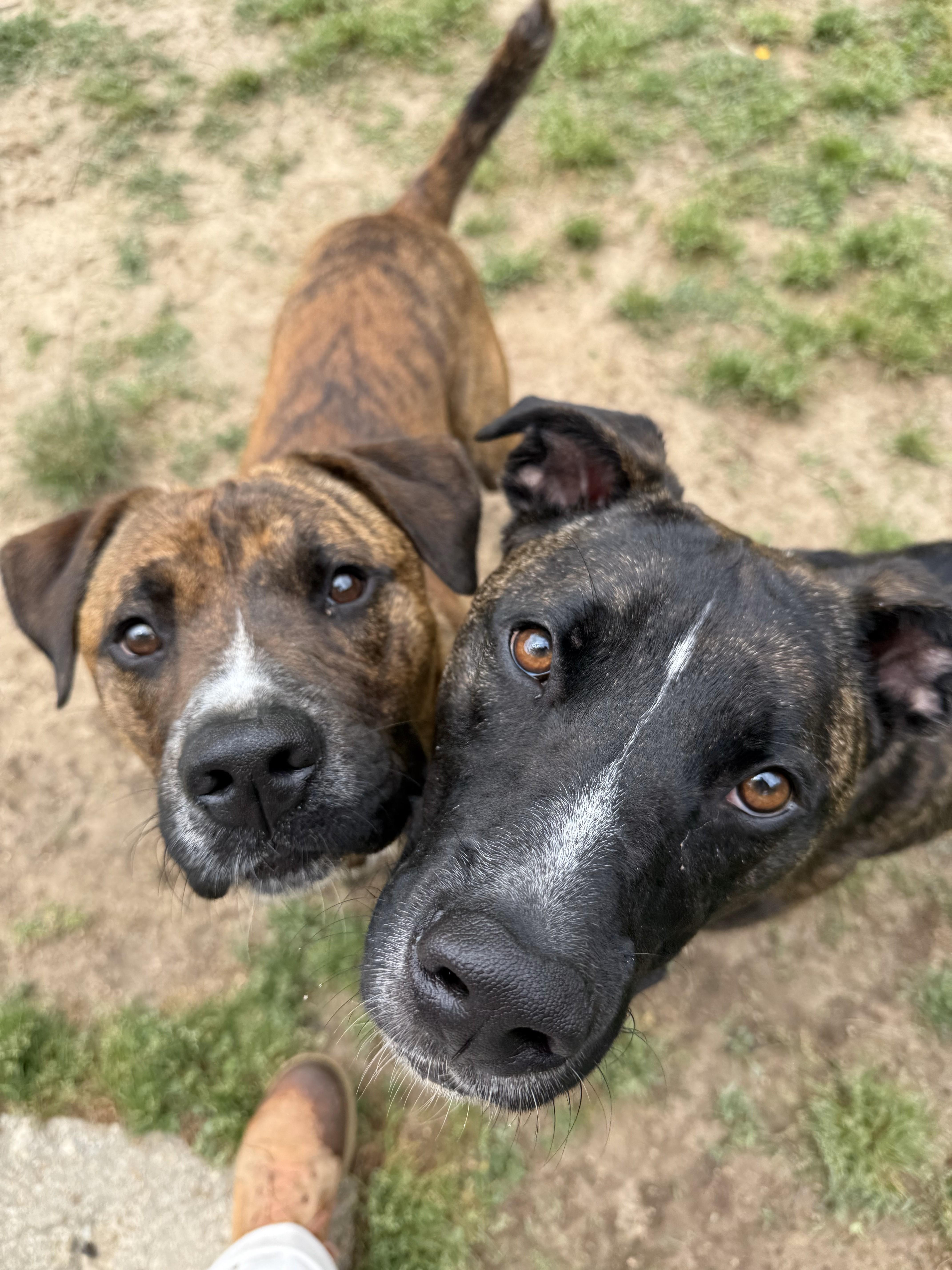 Arnie, a Adoptable mixed breed in Saluda, VA image 6/6