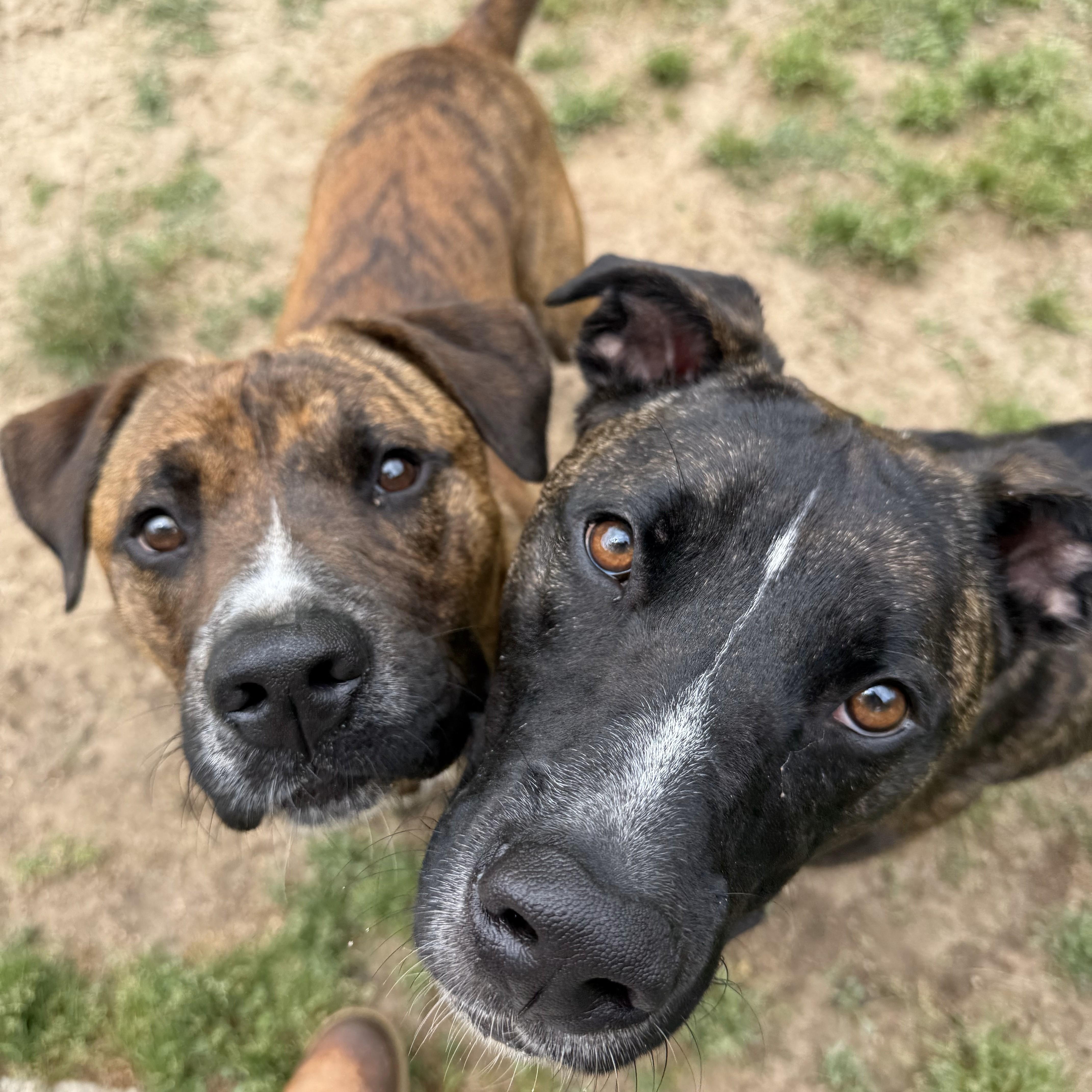 Enlarge Arnie, a Adoptable mixed breed in Saluda, VA image 6/6