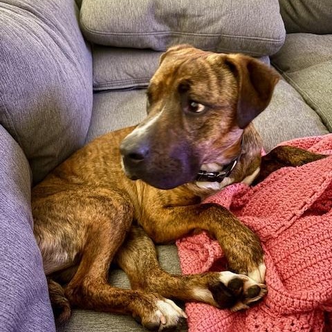 Enlarge Arnie, a Adoptable mixed breed in Saluda, VA image 1/6