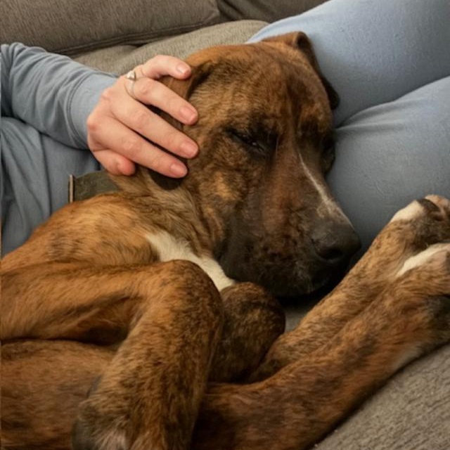 Enlarge Arnie, a Adoptable mixed breed in Saluda, VA image 5/6