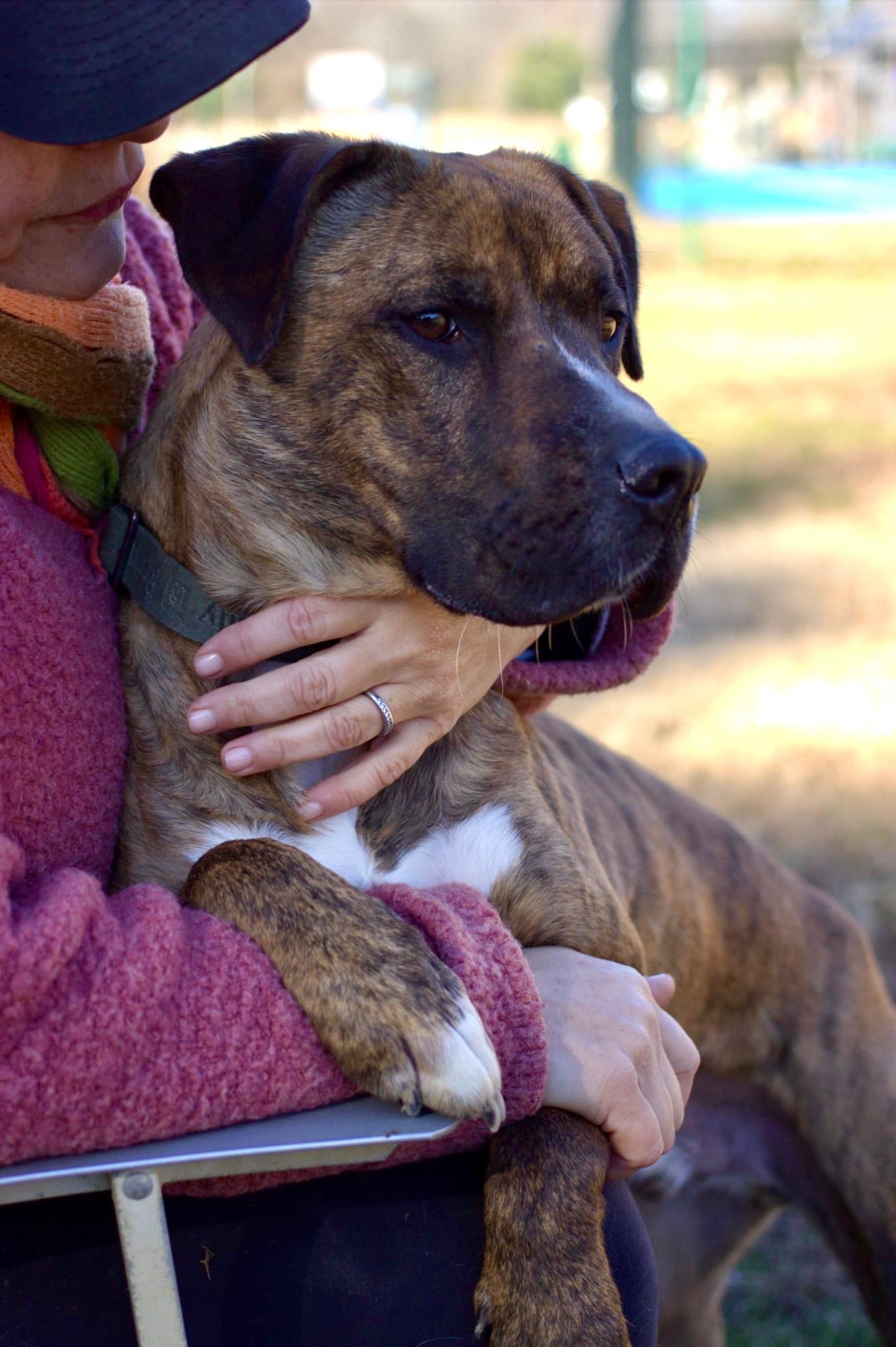 Arnie, Adoptable, Young Male Mountain Cur & Boxer.