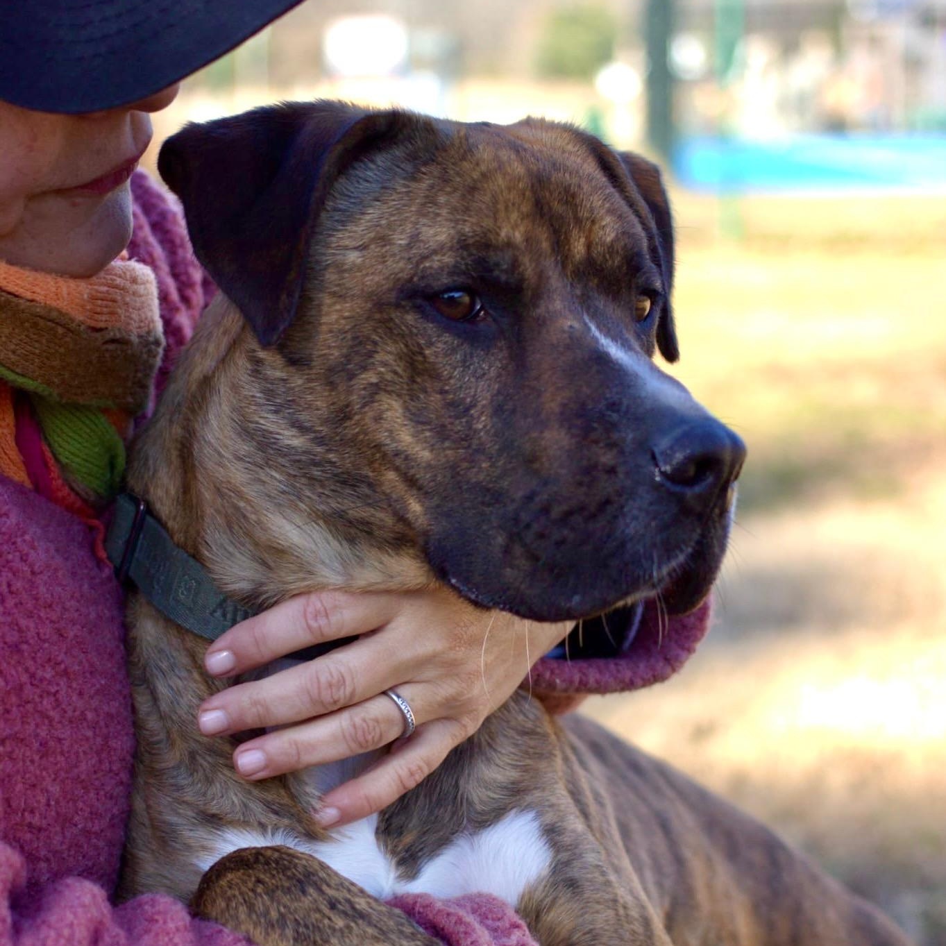 Enlarge Arnie, a Adoptable mixed breed in Saluda, VA image 1/6