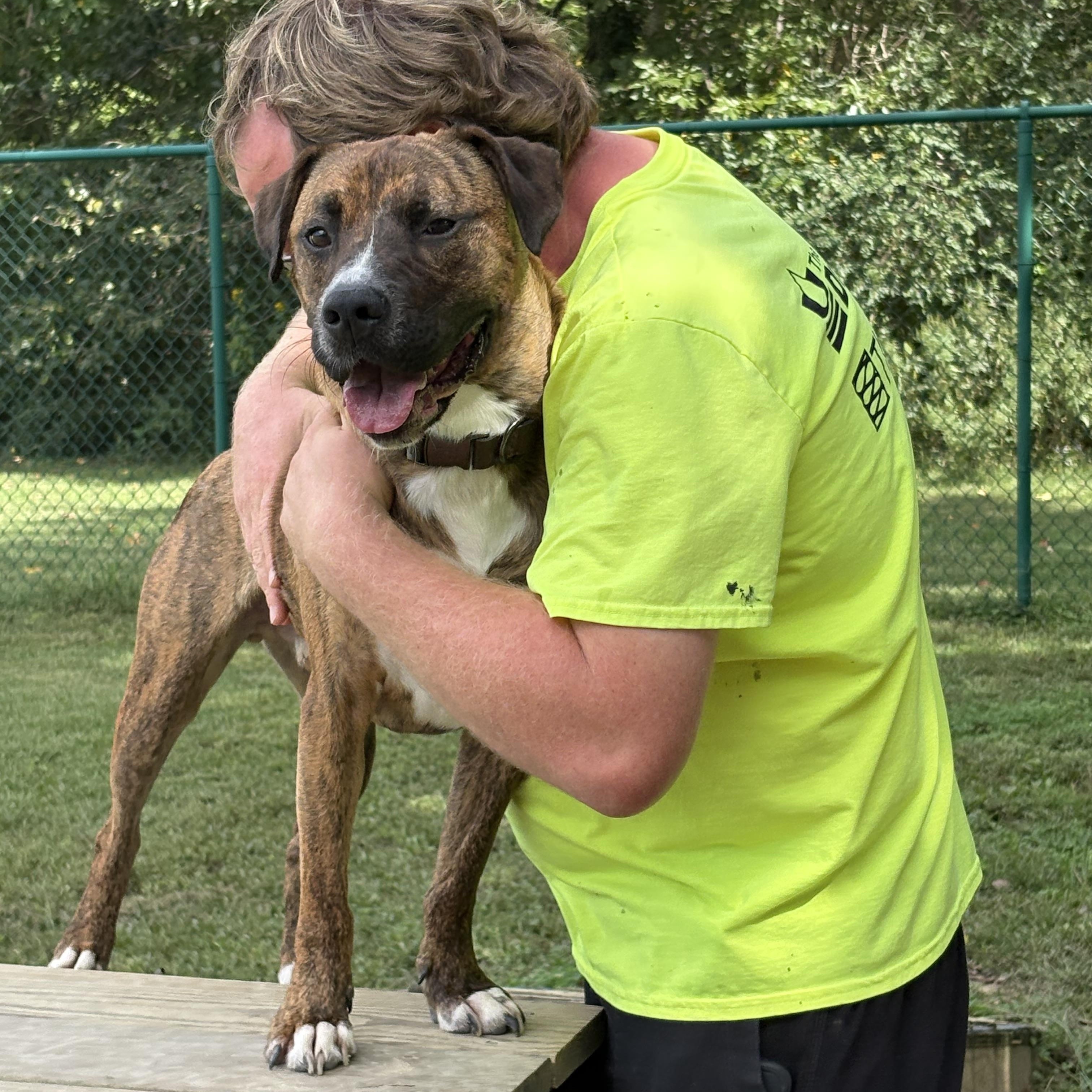 Arnie, a Adoptable mixed breed in Saluda, VA image 3/6