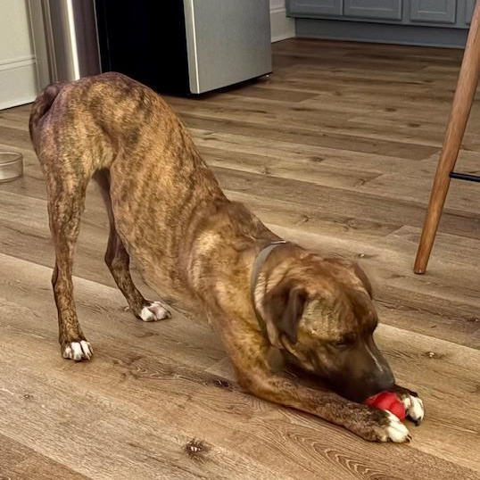 Enlarge Arnie, a Adoptable mixed breed in Saluda, VA image 4/6