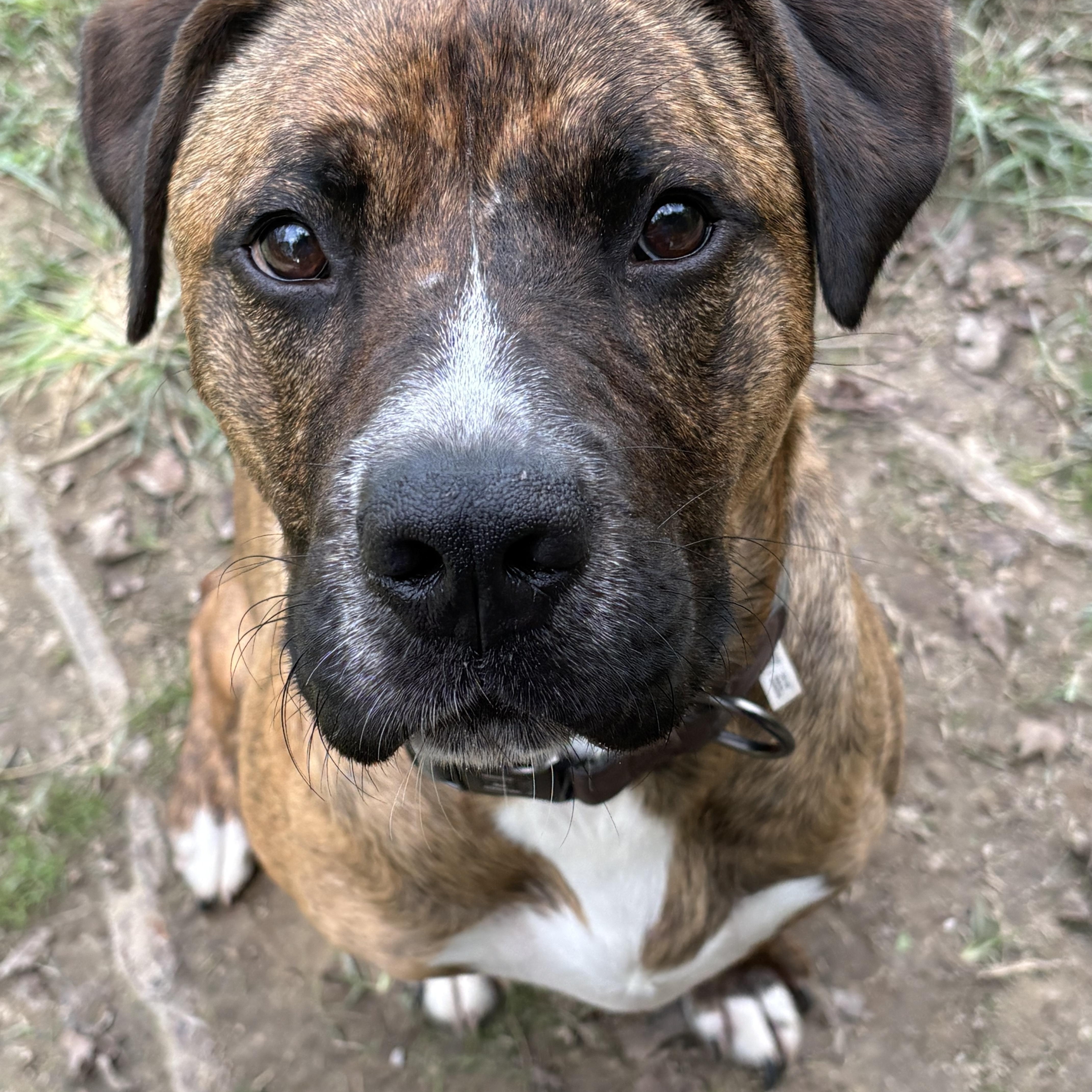 Arnie, a Adoptable mixed breed in Saluda, VA image 1/6